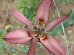 Moraea ciliata flower